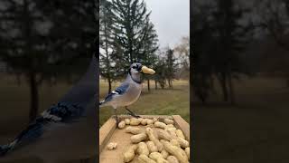 I love when the blue jays arrive for their morning breakfast 🥜🌥
