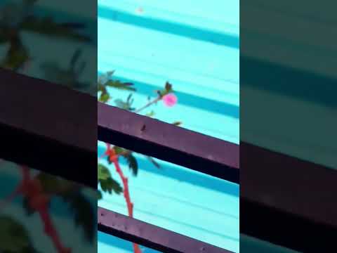 our  flower 🪴🌷