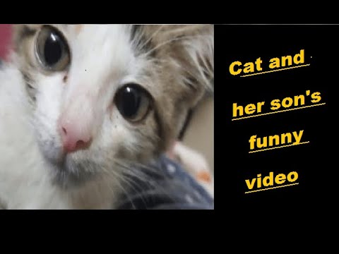 Cat and her son's funny video