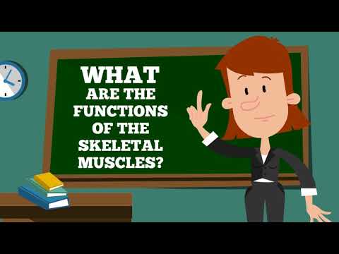 Back To School Muscular System Chapter Help