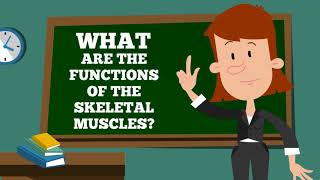 Muscular System