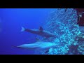 Egypt 2020 - Diving with dolphins