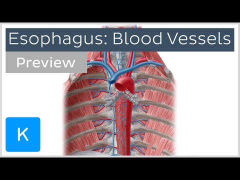 Blood vessels of the esophagus (preview) - Human Anatomy | Kenhub