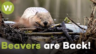 England's Beavers: How Nature's Engineers Are Rebuilding Britain's Rivers | Metamorphoses (3/5)