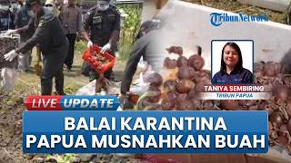 Karantina Papua Musnahkan 4,19 Ton Komoditas Tak Layak Konsumsi: Komitmen Jamin Keamanan Pangan