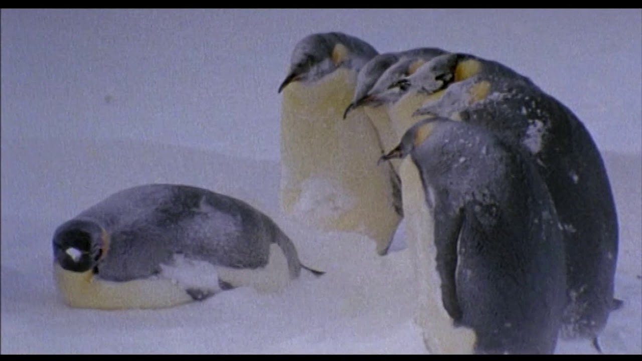 The nesting and incubation of emperor penguins - Documentarytube.com