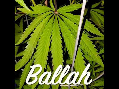 BALLAH.. JOJO2FADED Ft. ALO BANDZ  619