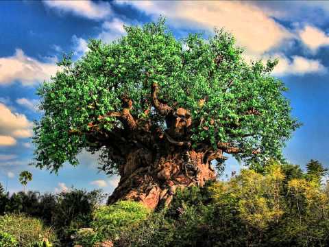 Tree of Life Area Music - Sunset