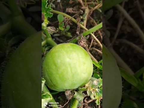 Raundmelan #nature #viralvideo #youtubeshorts