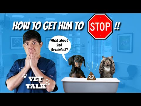 How to Stop your Dog from Eating Cat Poop!  Ask a Veterinarian.