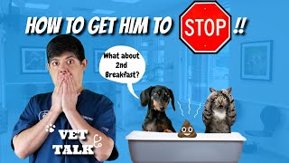 How to Stop your Dog from Eating Cat Poop!  Ask a Veterinarian.
