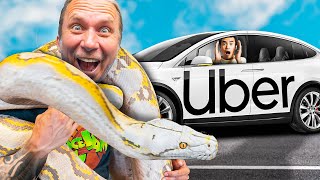 Testing 'Pet Friendly' Ubers With My Giant Snakes! by Brian Barczyk