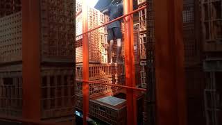 Download lagu @MAS TRI03. cara muat ayam petelu#trukayam #truk #oleng_parah mp3 Download lagu @MAS TRI03. cara muat ayam petelu#trukayam #truk #oleng_parah mp3