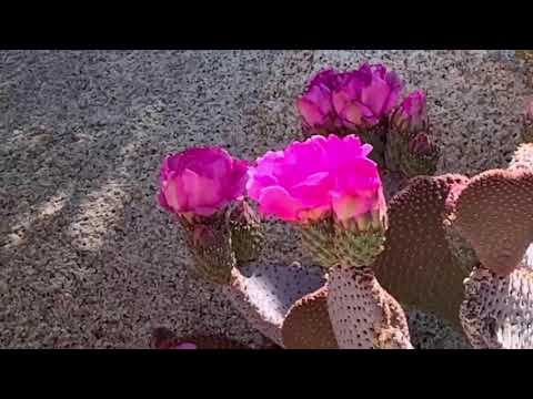 Saltay Hanalei Bay Spa video testimonial