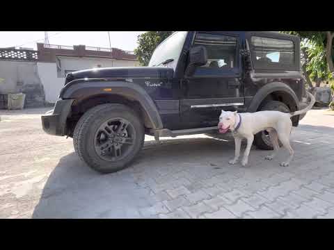 New Mahindra Thar 2021 / SUV / pakistani bully dog inspection new thar #shorts