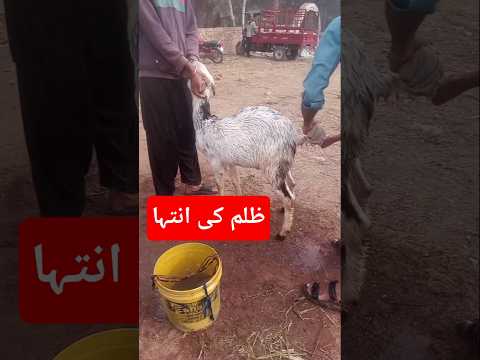 janvaron per zulm ki inteha #goatfarming #farming2025 #zulmkekhilaaf #viralshorts