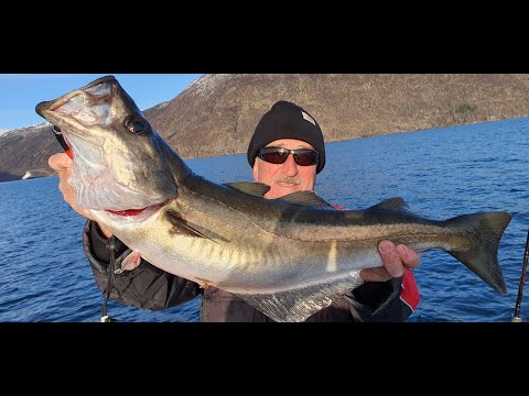 Angeln auf Pollack in Südnorwegen. Tipps & Tricks für's Pollackangeln