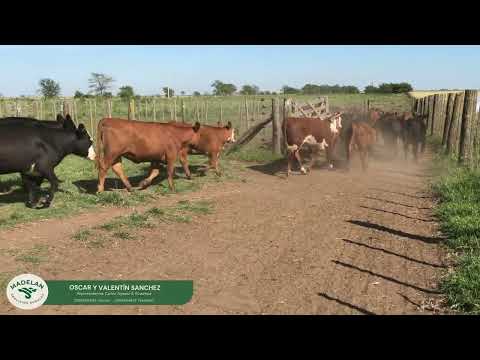 IRIARTE_100 VAQUILLONAS de 260 kg en Estación BEUGUEY, CARLOS TEJEDOR, BUENOS AIRES (1) 15-11-2025