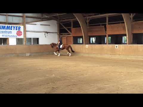 Stute *2015 LIVALDON x CARBID x ABSATZ