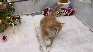 ノルウェージャンフォレストキャットの動画01