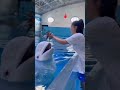 Smart Dolphin Double Tap If You Love This Video Short Part 9