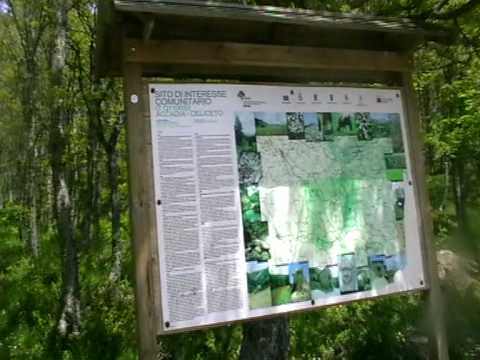 accadia maria gagliardi