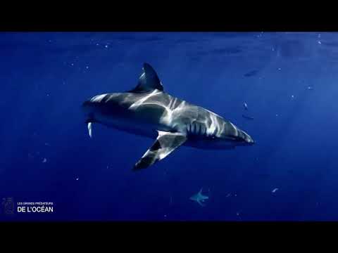 LES GRANDS PRÉDATEURS DE L'OCÉAN   Documentaire animalier 2022