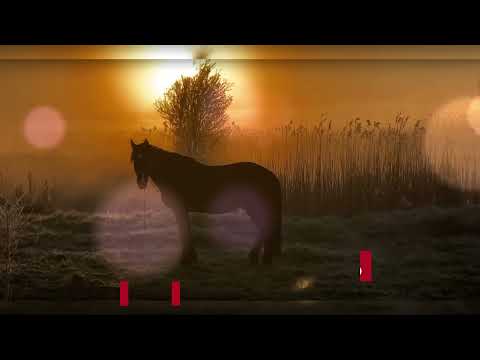 Dayon x Mia Pfirrman - XoXo ☀️ | 2020'song