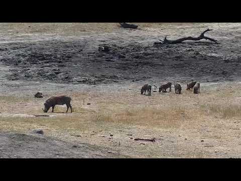 Djuma: Warthog family-two adults and five teens - 09/21/19