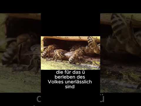Das Leben im Bienenstock