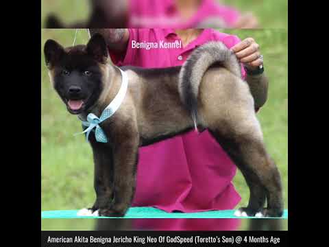 American Akita Benigna Jericho King Neo Of GodSpeed (Toretto’s Son) @ 4 Months Age🤣👍❤️