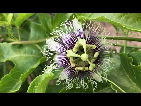 Hand pollinating passionfruit! (Flower to Fruit)