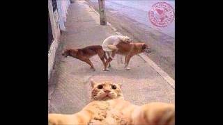 the vines, fuck the world