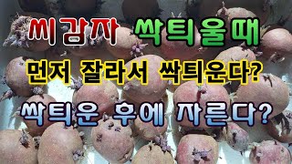 [텃밭농부.929]  씨감자 싹틔울 때 먼저 자르는게 좋을까?