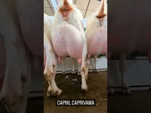 , title : 'Cabras leiteiras da raça saanen'