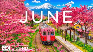June Spring Flower 2026 4K 🌷 Vibrant Meadows Alive with Fresh Air and Golden Sunlight