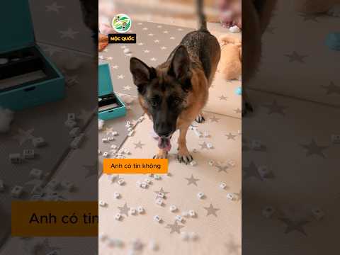 Kiếp nạn anh chàng về nhà thì gặp lũ cún phá tanh bành nhà cửa #shorts