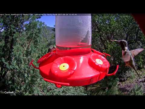 Male Lucifer Hummingbird Makes A Lunchtime Stop In West Texas – August 29, 2017