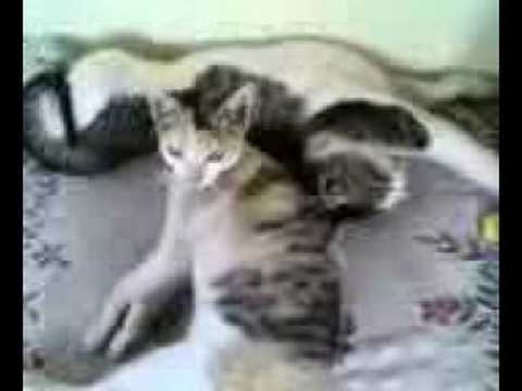 Video from My Phone (Cat_31012008.3gp)