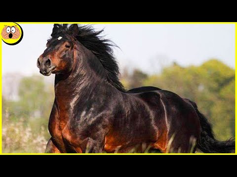 , title : '10 Krachtige Paarden die Niemand Kan Verslaan'