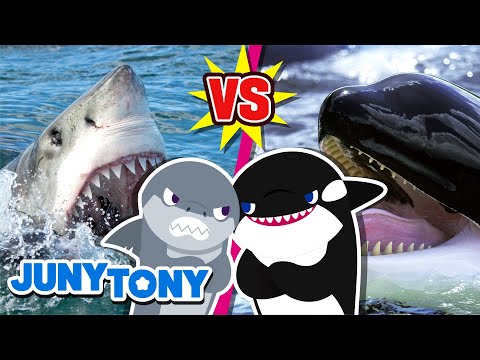 Revanche! Tubarão Branco vs Orca | Que Ganhe O Melhor! | Música Infantil | JunyTony em Português
