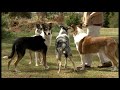Collie Smooth - Foxbell Smooth Collies at Home