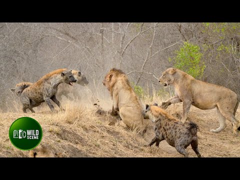 Most Amazing Fights of Lion and Hyena Ever Caught on Camera | Animal Fights
