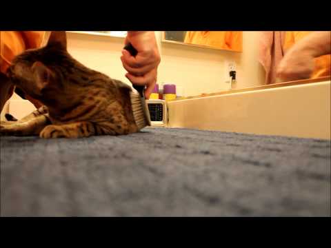 Bengal cats love to be brushed
