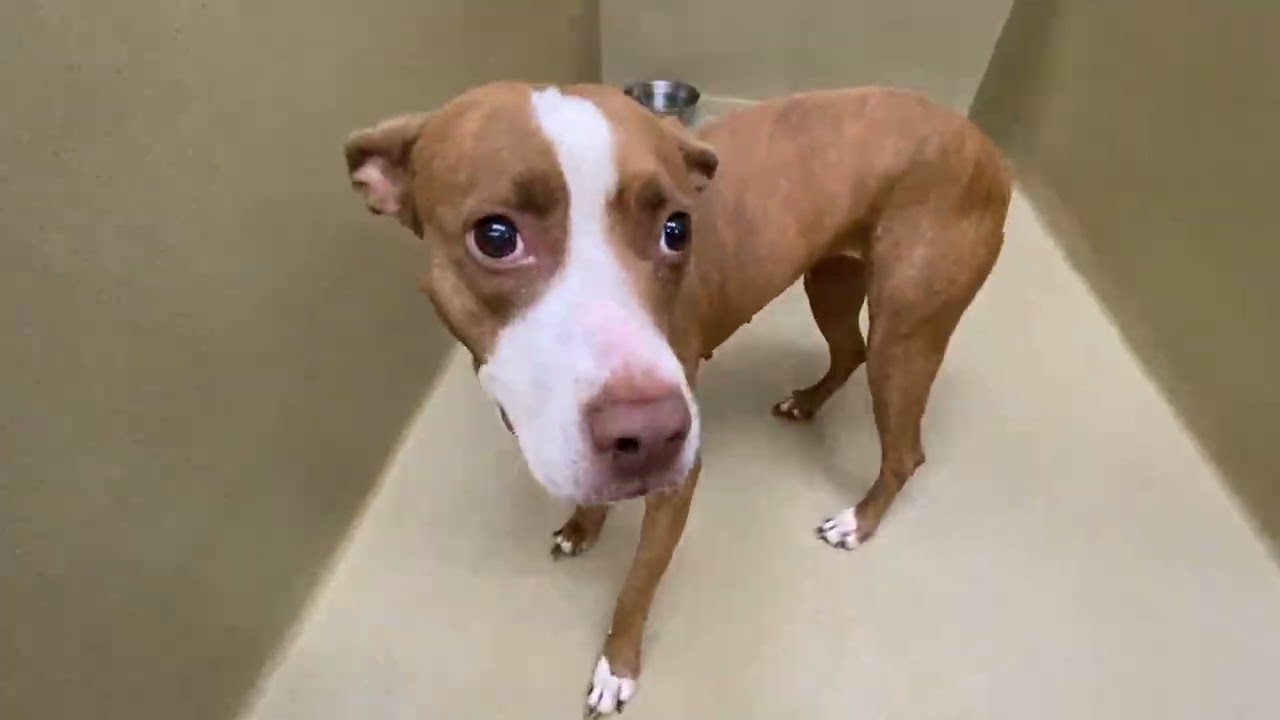 Enlarge Cali, a ADOPTABLE mixed breed in Monroe, GA video 2/2