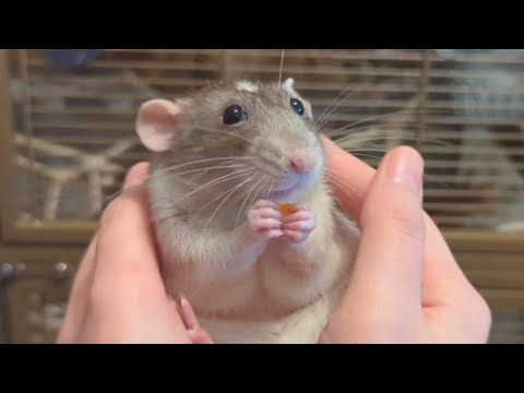 POV you are holding a dumbo rat who is having a snack