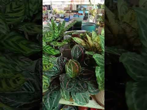 Chậu cây ngọc ngân thủy sinh