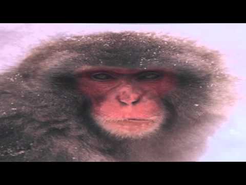 Mike Anthony | Why Can't we Live TOGETHER