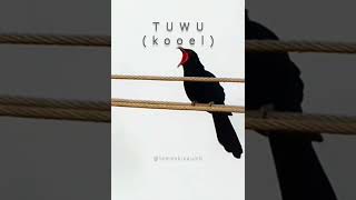 Download lagu suara burung tuwu di kabel listrik #tuwu #koel #anomalitungtungsahur #balerinacappuchina mp3 Download lagu suara burung tuwu di kabel listrik #tuwu #koel #anomalitungtungsahur #balerinacappuchina mp3