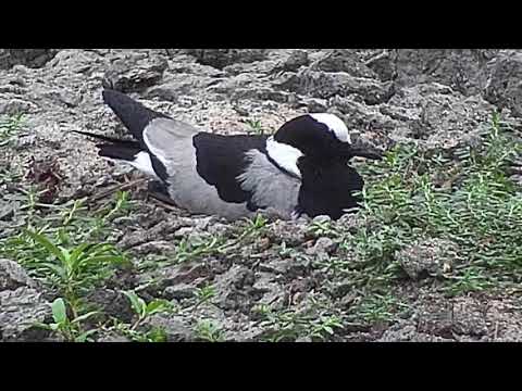 Djuma: Blacksmith Lapwing egg view and parent - 11:08 - 08/31/20
